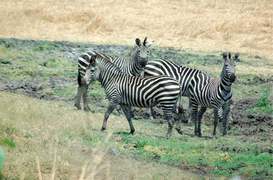 Figuring out why the zebra has stripes