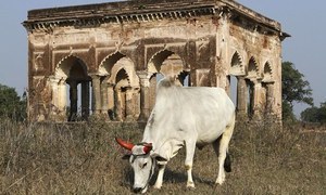 بھارت: گائے کی ترسیل پر مسلمان کو قتل کرنے والے 3 ملزمان گرفتار