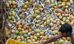 Exploring mangoes as a metaphor in South Asian writing