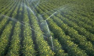 پاکستانی زراعت میں پہلی بار موبائل ٹیکنالوجی کا استعمال