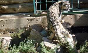 Saving the elusive snow leopard