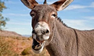 زمبابوے میں گدھوں کے مذبح خانے اورآسٹریلیا میں افزائش