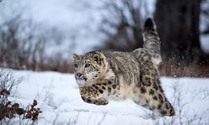 The secret behind the remarkable success of snow leopard conservation in Pakistan