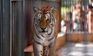 The plight of animals in captivity