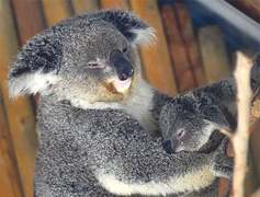 MEDIA: SAY NO TO ANIMAL SELFIES