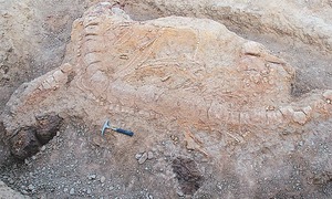 Scientists confirm fossil life in 3.5 billion-year-old rock