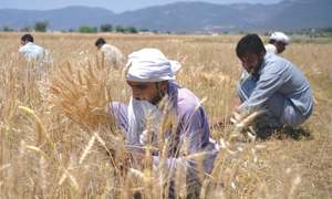 Farmers stage demos for higher wheat support price