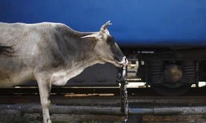 Nobody moove! Cow causes chaos at Indian airport