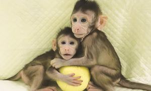 Chinese scientists break key barrier by cloning monkeys