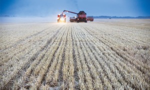 Russia is exporting more wheat than any country in 25 years