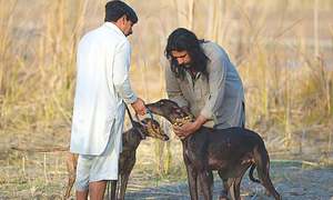 SPECTACLE: THE FAST AND THE FURIOUS