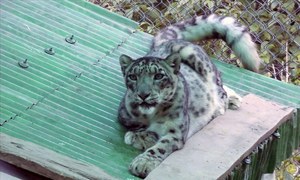 Who is responsible for the snow leopard's death at Peshawar Zoo?