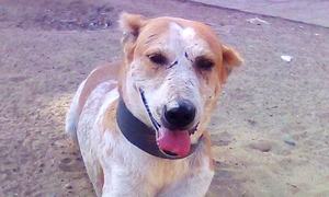 Kankutta was poisoned on the streets of Karachi. What was his crime?