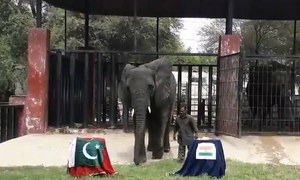 This Karachi elephant has predicted a winner for #PAKvsIND today. Who's yours?