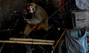 How street performers in central Punjab are fading out