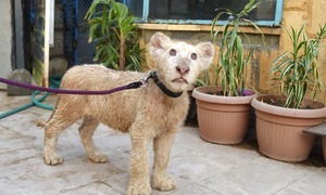 The untamed market for wild animals in Pakistan