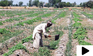 پاکستان میں پٹواری نظام کی تاریخ