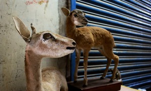 Taxidermy: Making dead animals come alive