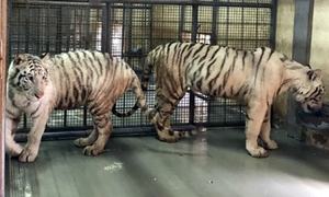 Gift from UAE: Lahore Zoo to receive 10 tigers, 8 lions next week