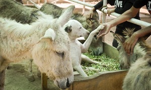 The pleasures and perils of sheltering animals