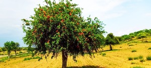 In pictures: Thar residents rejoice after rains turn desert green