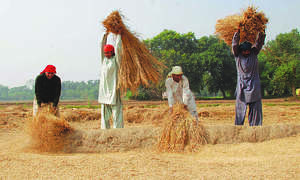As harvest wilts, govt mulls incentives to boost cotton production