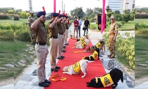 بھارت: &rsquo;کتے&lsquo; اعلیٰ فوجی اعزاز کے ساتھ ریٹائرڈ