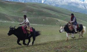 Yak a source of livelihood for many Chitralis