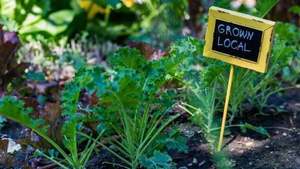 Urban gardening is the future of healthy living