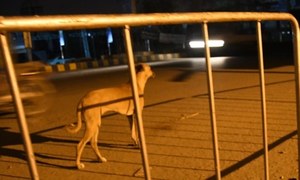 ANIMALS AND THE CITY