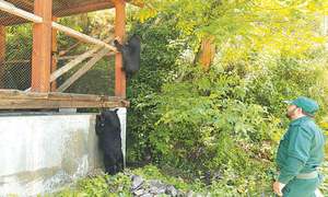 SITUATIONER: Kashmir losing its hidden treasure