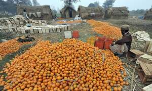 Govt directs preparation of 5-year roadmap to boost kinnow exports