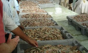 Pakistan trying to reopen door for shrimp exports to US: ambassador
