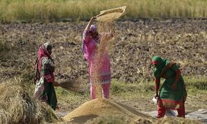 عالمی سطح پر چاول کی مانگ بڑھنے سے پاکستان کو فائدہ ہوگا، اقوام متحدہ