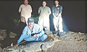 Crocodiles unleash terror in villages around Haleji Lake