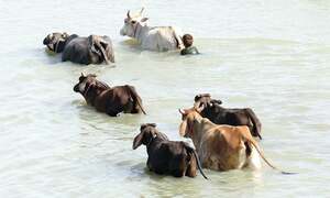 Cattle market infrastructure swept away by floods