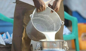 کراچی: دودھ اور دہی کی سرکاری نرخ کے بجائے من مانی قیمتوں پر فروخت