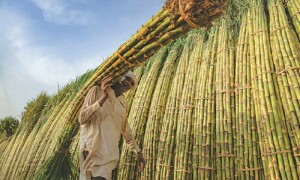 Agriculture: Food security through climate-smart agriculture
