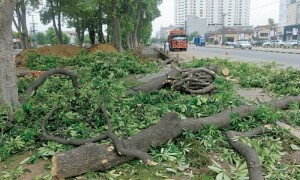 LHC bans felling of trees in Punjab capital