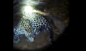 Islamabad Police file case against unknown person after &lsquo;pet&rsquo; leopard runs amok in residential area