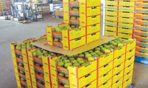 Pakistan looks to export mangoes, software to US