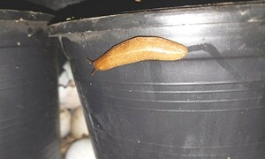 GARDENING: THOSE GREY PESTS
