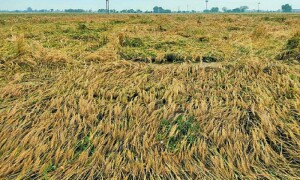 پنجاب میں شدید بارش، ژالہ باری سے 23 ارب روپے مالیت کی گندم کی فصل تباہ