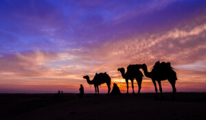 Thar &mdash; the desert that lost its soul