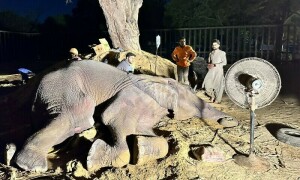 کراچی چڑیا گھر کی علیل ہتھنی نورجہاں کی حالت تالاب میں گرنے کے بعد تشویش ناک