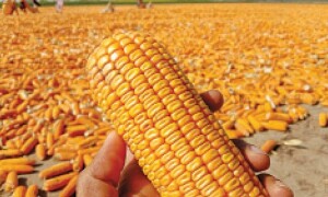 Blending for food security