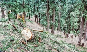 Sindh&rsquo;s shrinking forests