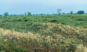 Surge of informal crop stockists
