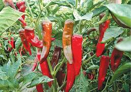Chinese chilli seeds give higher yields