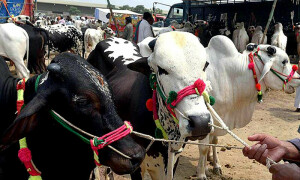 لاپتا یا چوری شدہ جانور کی تلاش کیلئے دو نوجوان طلبہ نے ایپلی کیشن تیار کرلی